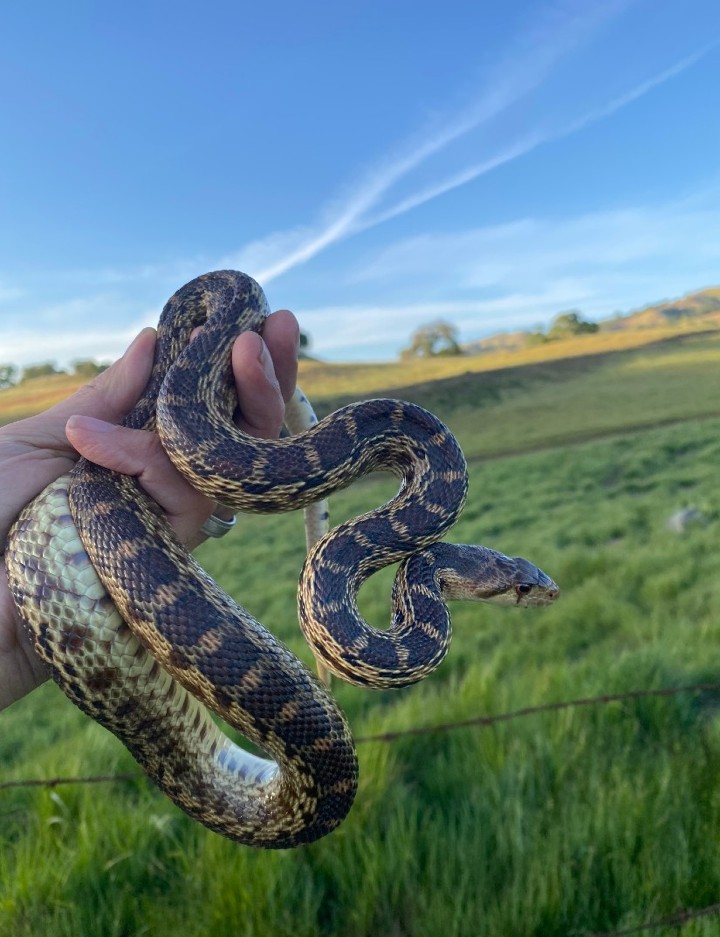 Pacific Gopher Snake